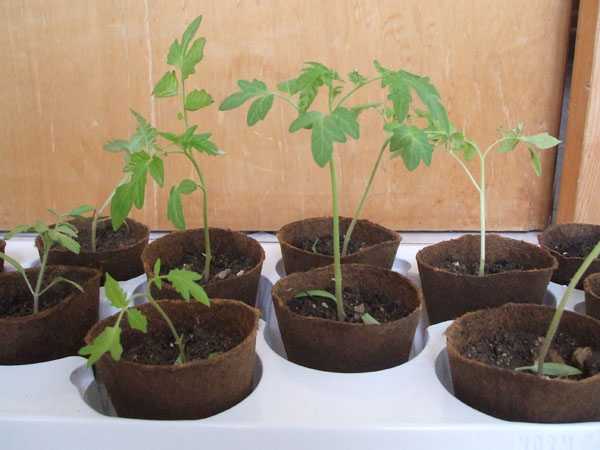Plant de tomate après 38 jours