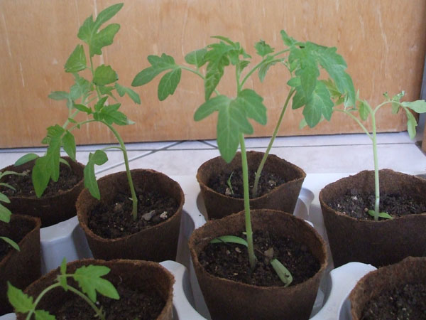 Plant de tomate après 38 jours - Photo 2