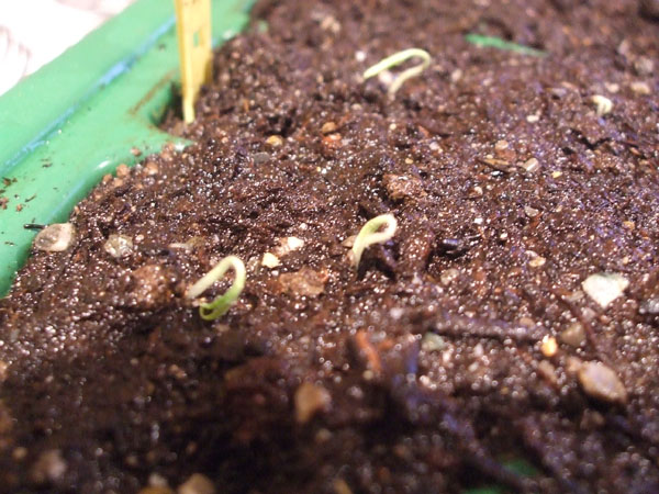 Germination