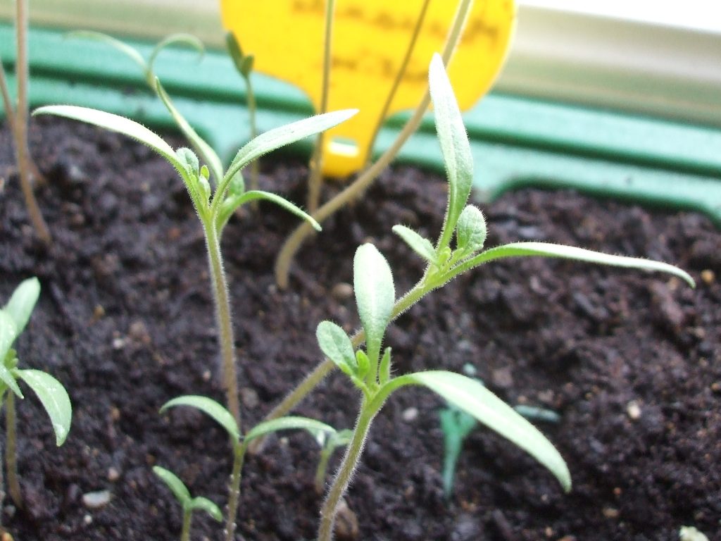 Repiquage des plants de tomates