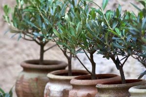 Comment planter un olivier en pot