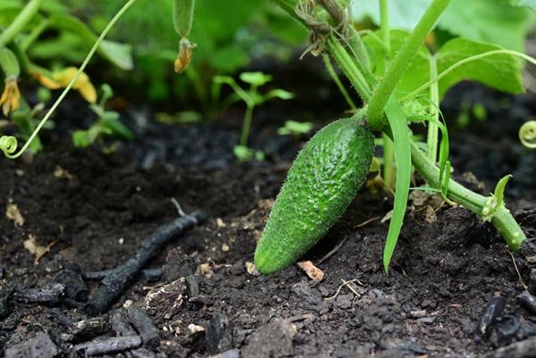 Concombre au potager