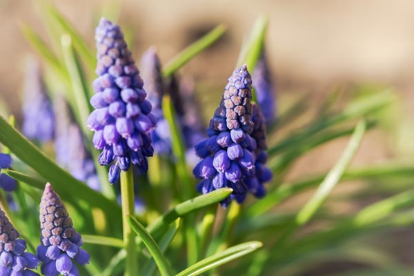 Muscari