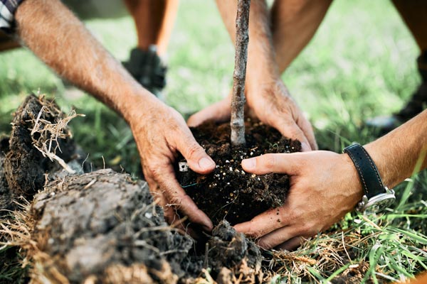 plantation arbre