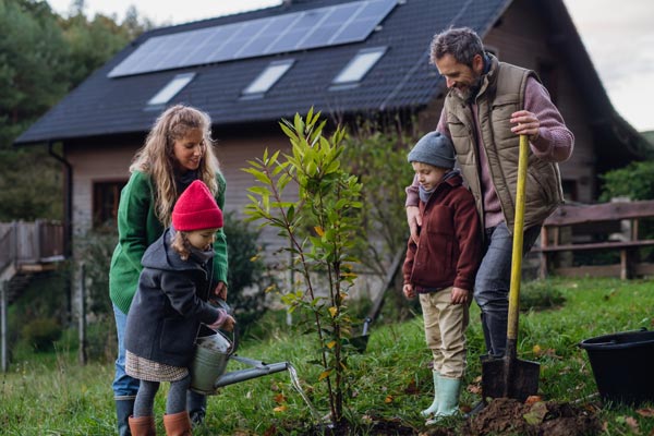 plantation arbuste