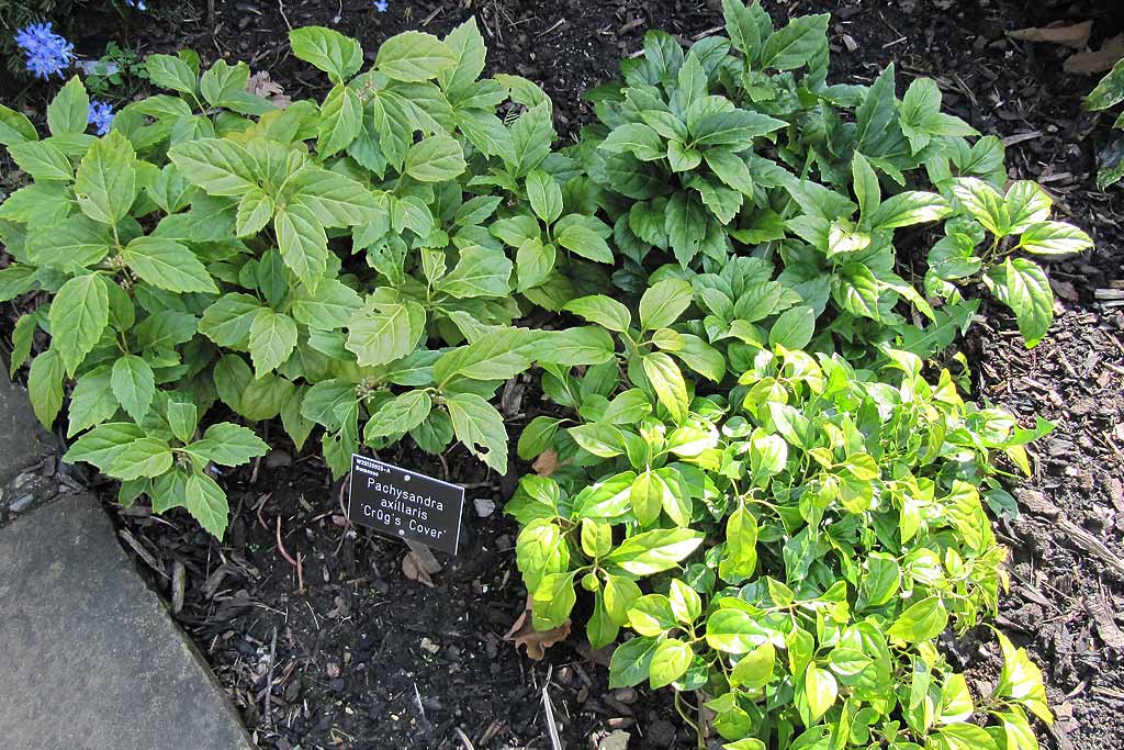 Potager en partie à l'ombre.