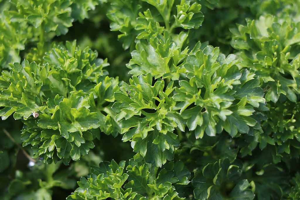 Plante aromatique au potager.