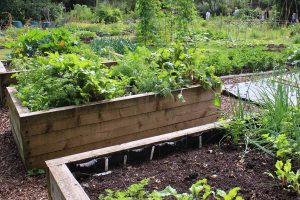 Planifier son potager : les étapes clés pour débuter
