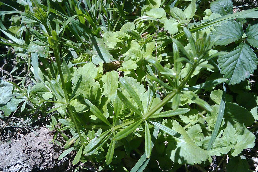 Gérer les mauvaises herbes.