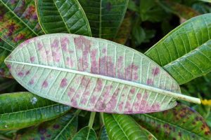 Identifier et traiter les maladies courantes du potager