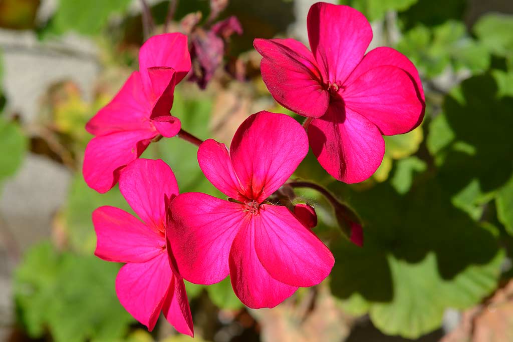 Fleurs de saison dans le jardin.