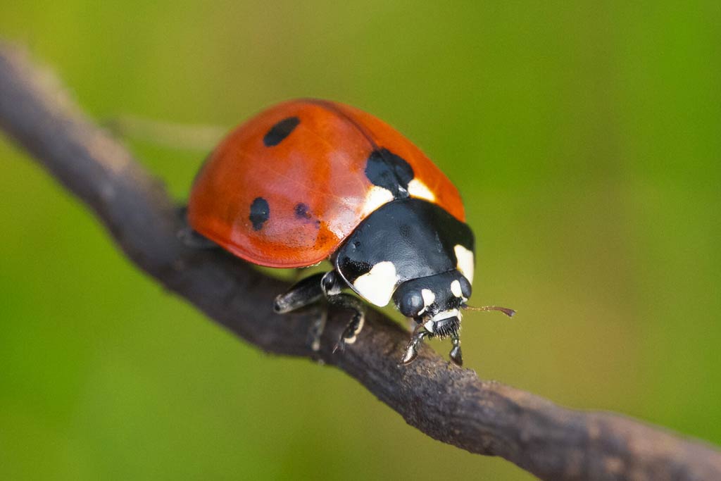 Coccinelles dévorent les pucerons.