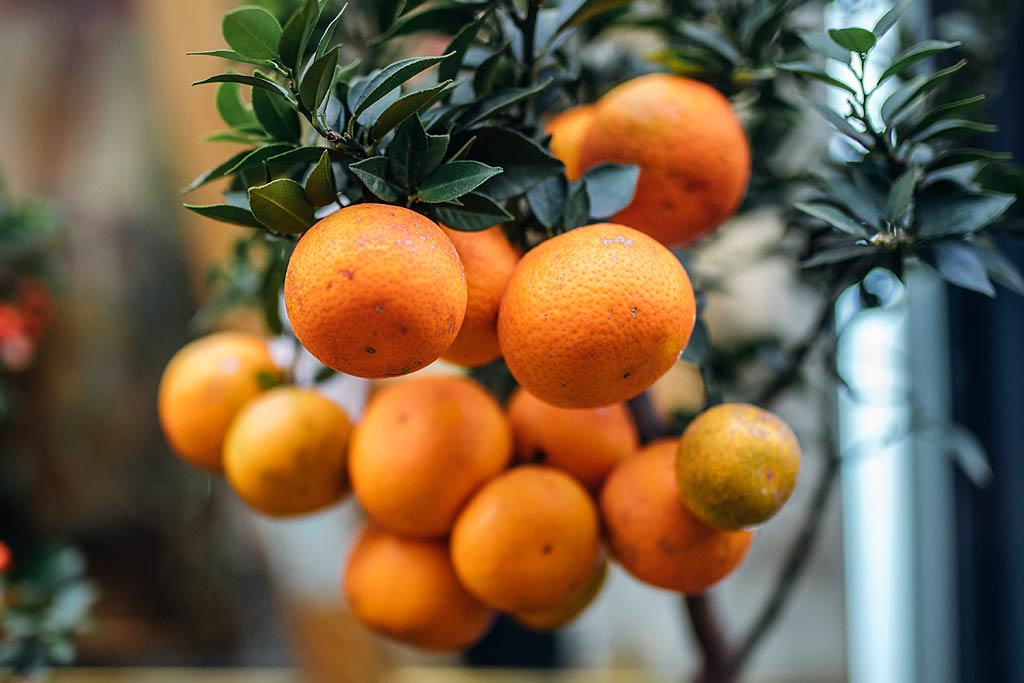 Cultiver des arbres fruitiers comme l'oranger.