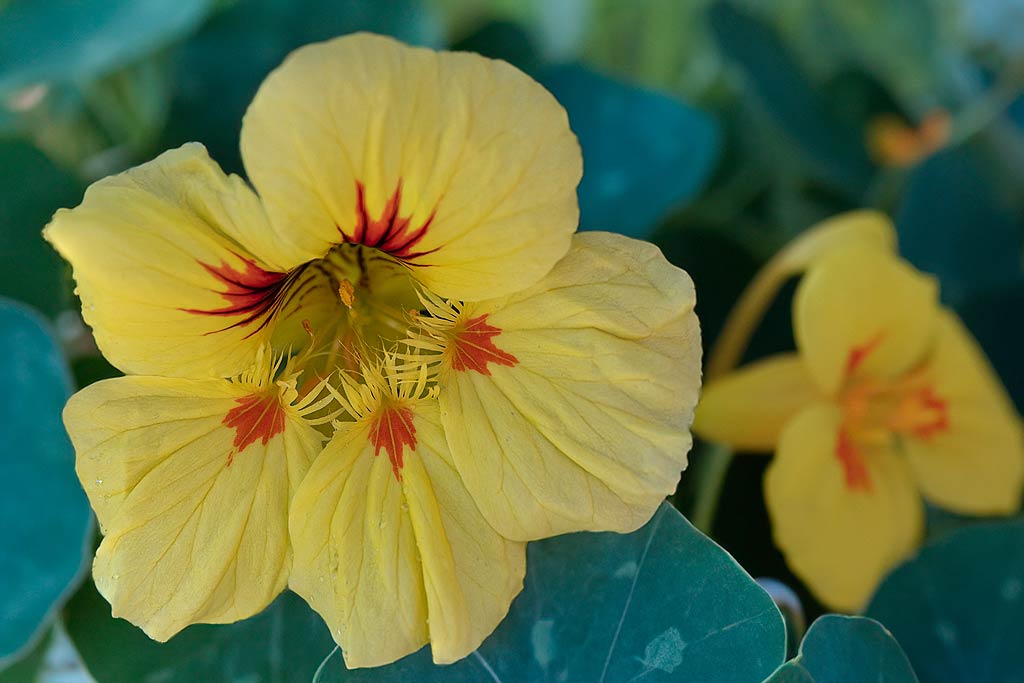 Cultiver des fleurs comestibles.