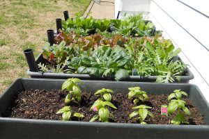 Optimiser l'espace dans un petit potager