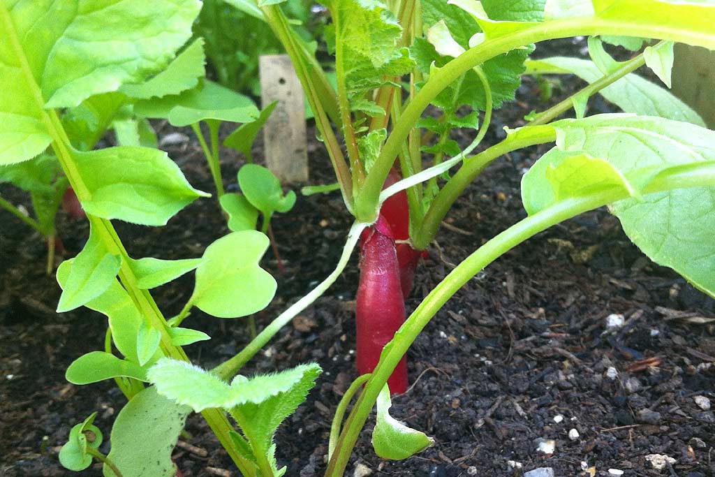 Cultiver des légumes racines comme le radis.