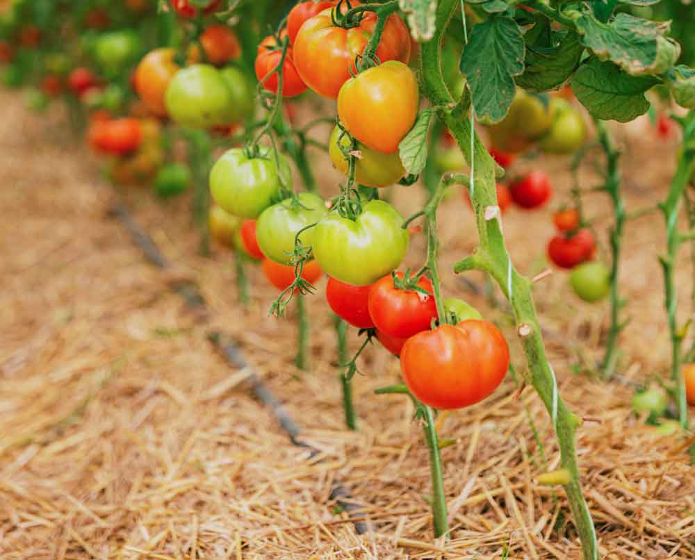 paillis tomate
