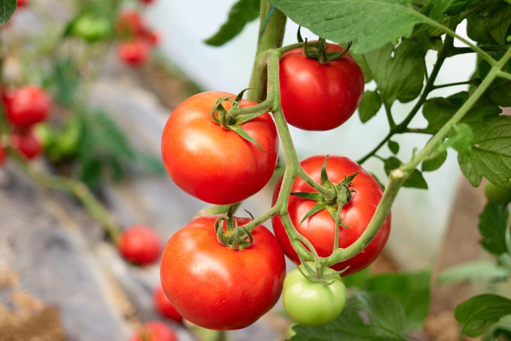 plant de tomates vigoureux