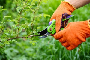 Technique de taille au potager