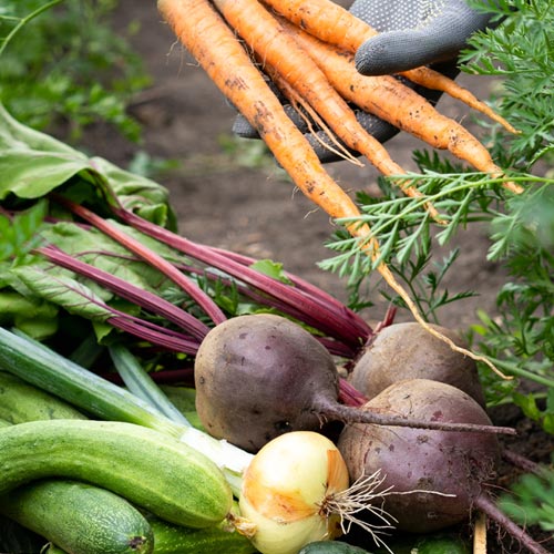 La passion du jardinage