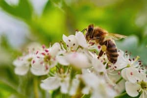 Comment attirer les abeilles ?
