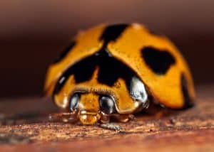 coccinelle venimeuse