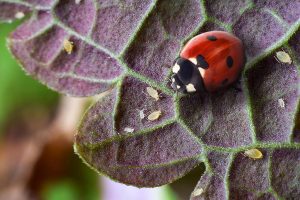 La coccinelle, un auxiliaire très apprécié des jardiniers