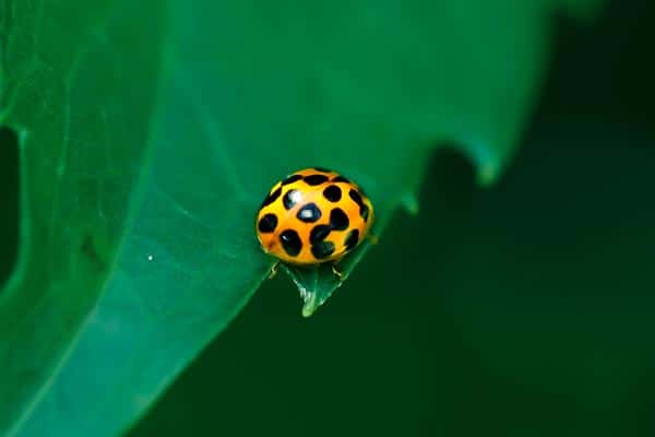 coccinelle jaune