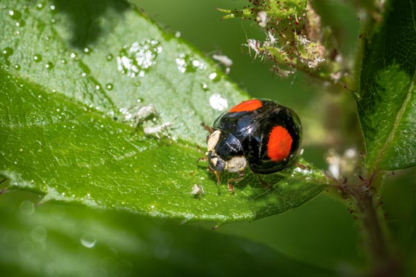 Coccinelle se délecte de pucerons