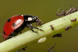 Régime alimentaire de la coccinelle