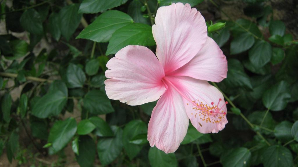 hibiscus