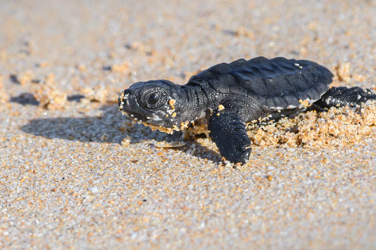 Comment appelle ton le bébé de la tortue ? Quel est son nom