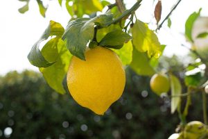 Le marc de café est-il bon pour vos citronniers ?