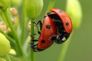 Comment élever des coccinelles pour votre jardin