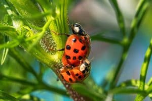 Les différentes espèces de coccinelles