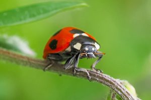 attirer les coccinelles dans votre jardin