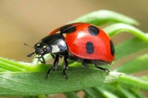 Les coccinelles pour lutter contre les pucerons