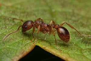 Invasion de fourmis : le gel le plus efficace