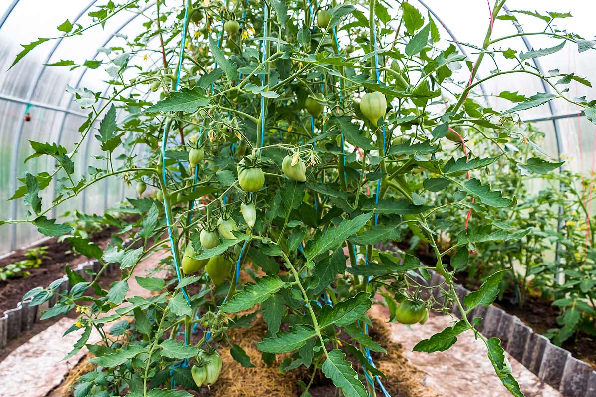 Comment planter des tomates distances et techniques