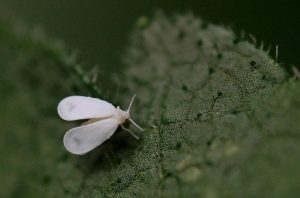 Aleurode