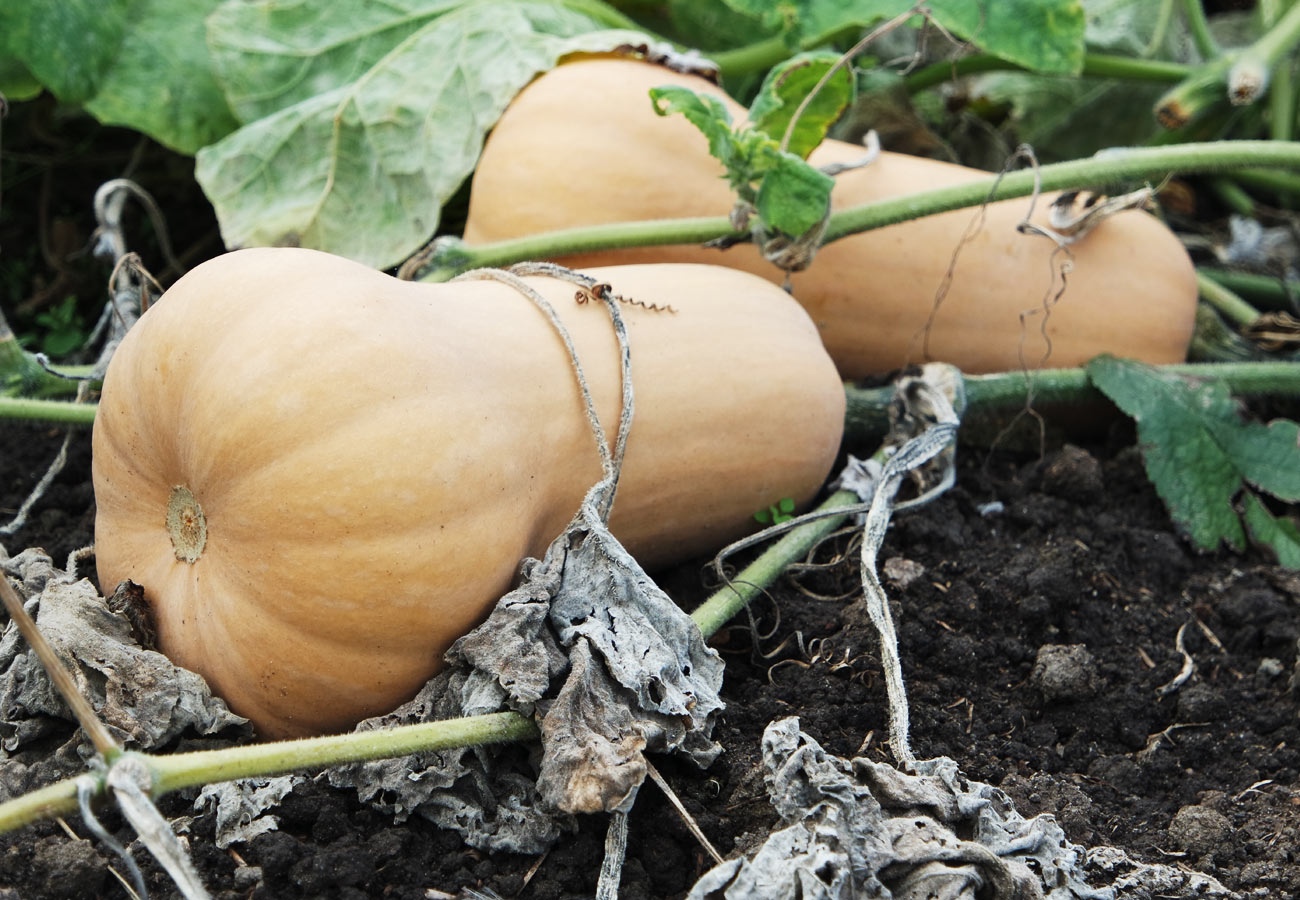 Estce que le butternut est un légume ou un féculent?