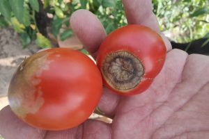 éviter la nécrose apicale de la tomate