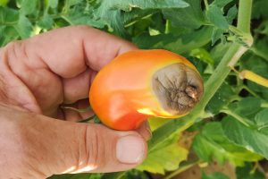 Comment traiter le cul noir de la tomate