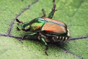 Le scarabée japonais, un fléau pour la biodiversité