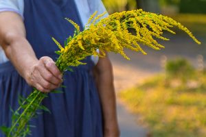 L'ambroisie, une plante allergisante qui menace la santé