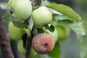 Chaleur humide au potager : le paradis des parasites