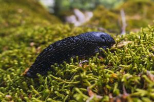 Méthodes naturelles pour se débarrasser des limaces