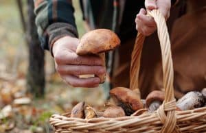 Comment cueillir des cèpes