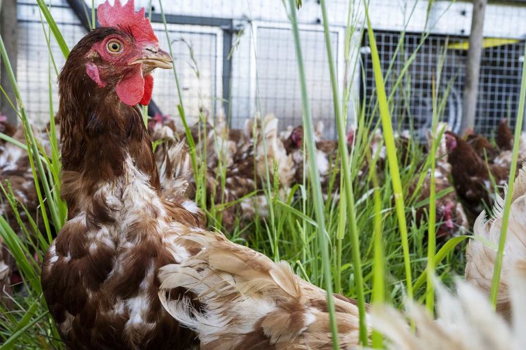 Pourquoi vos poules perdent leurs plumes (et comment les aider)