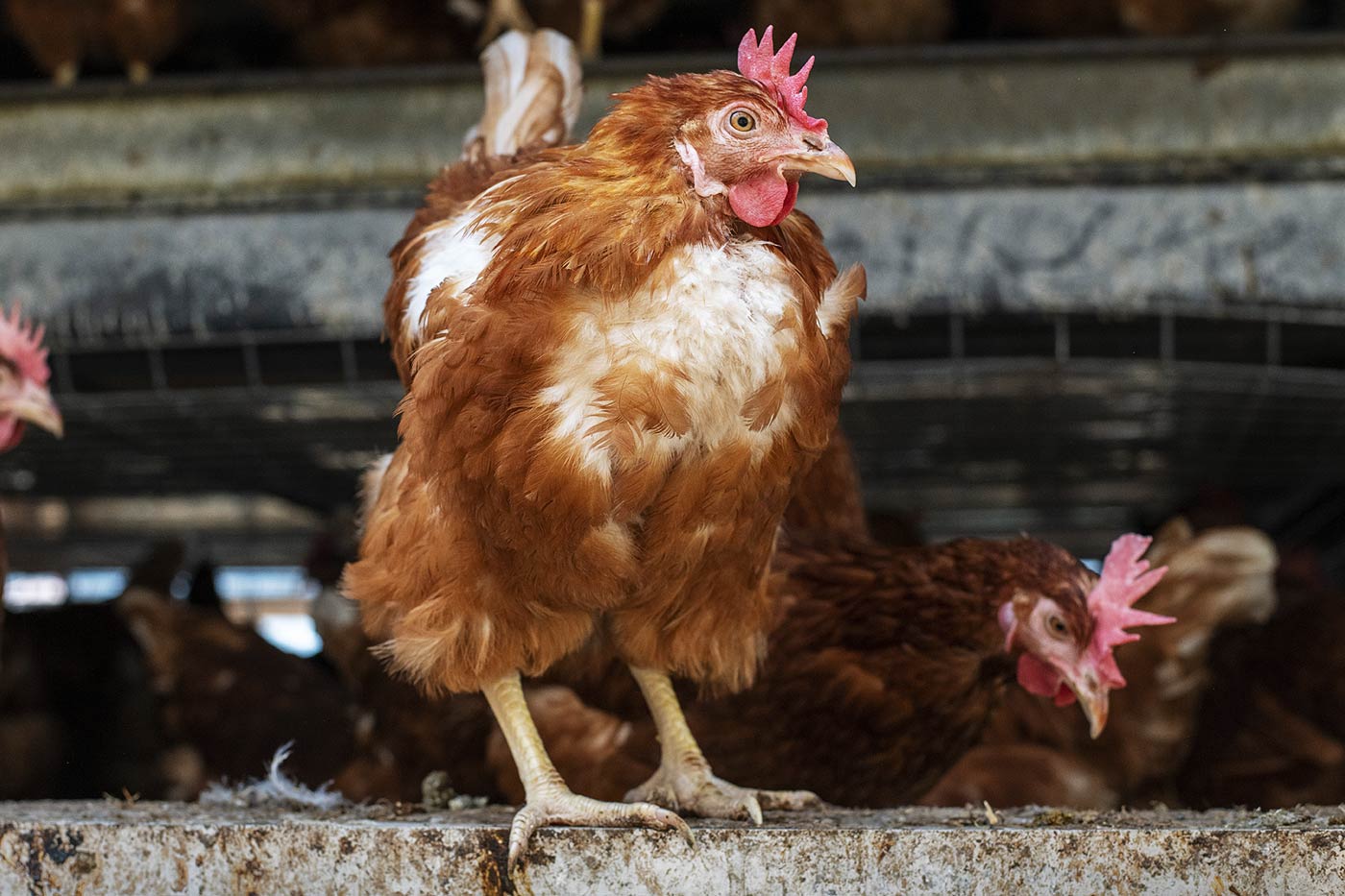Pourquoi vos poules perdent leurs plumes (et comment les aider)